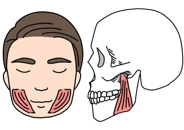 咬筋イラスト
