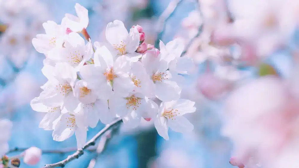 春に咲く桜の写真
